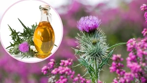 Ostrożeń ma właściwości lecznicze.