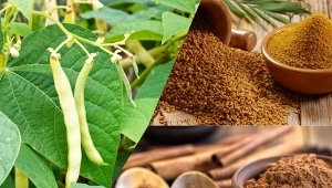 Wiele roślin, które uprawiamy w ogrodzie, ma właściwości, które wspomagają walkę z cukrzycą.