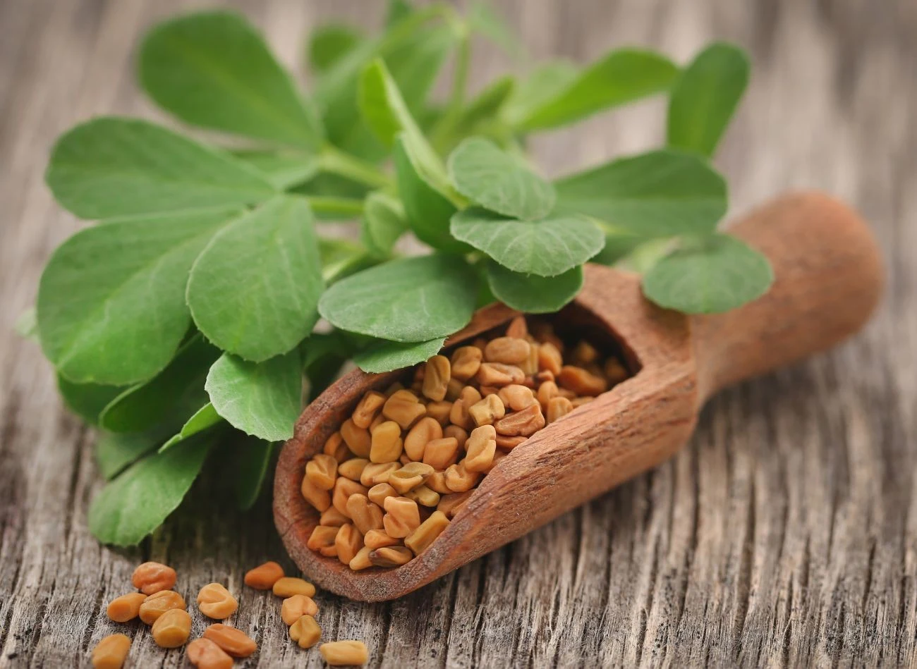 Kozieradka ma w sobie celulozany, które mogą mieć zdolność obniżania cukru po posiłku