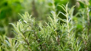 Rozmaryn - właściwości, uprawa i wymagania