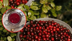 Kiedyś mówiono, że żurawina to cytryna dla ubogich. Dziś to prawdziwy rarytas. Fot. Pexels/Unsplash