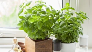 Apteka w ogrodzie: Bazylia pospolita (Ocimum basillicum)