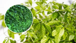 Jiaogulan z wyglądu przypomina bluszcz.