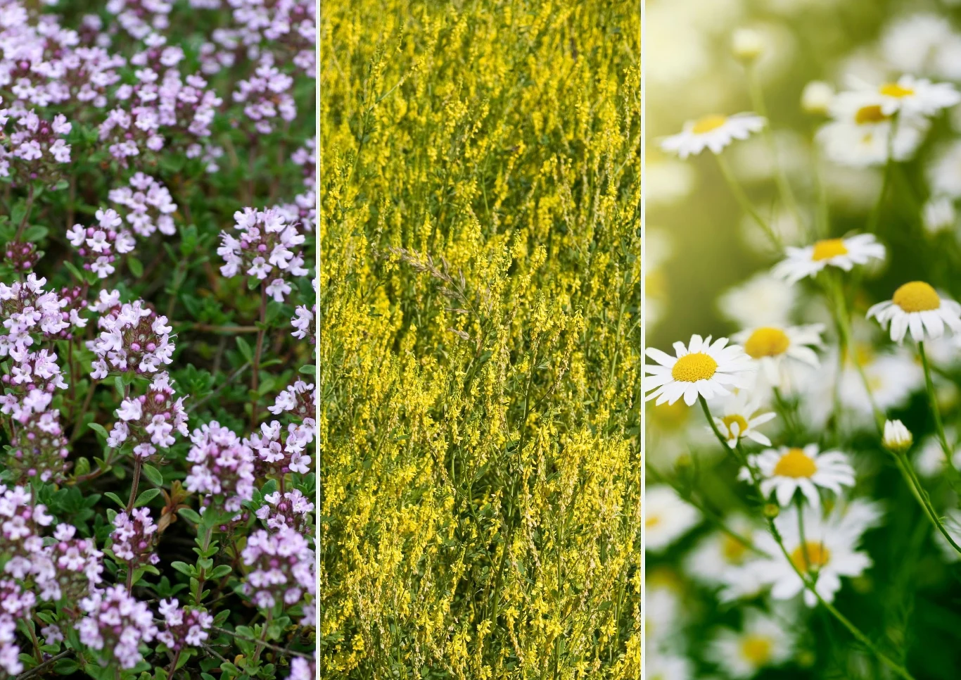 Zioła będą naturalnym wyborem przy walce z bólem głowy