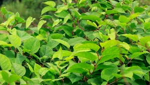 Rdest japoński  (Polygonum cuspidatum)