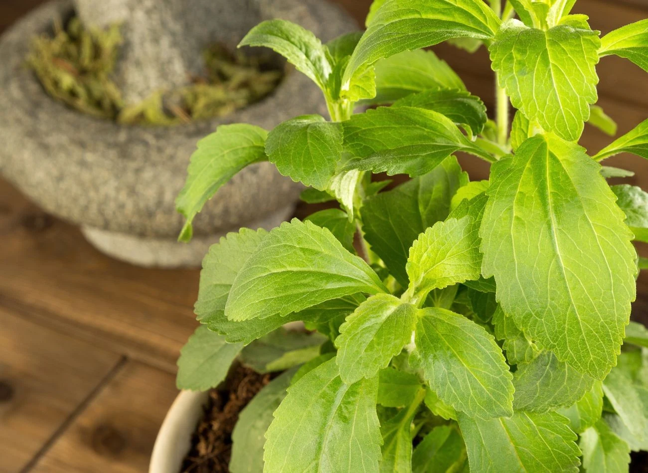 Uprawa stewii w doniczce nie jest wymagająca.