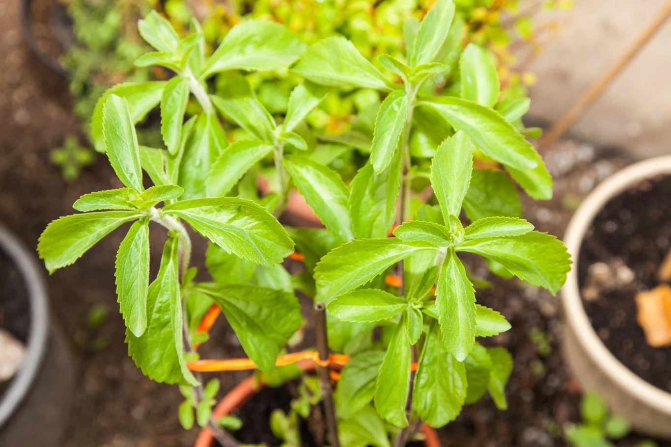 Stewia niszczy patogeny boreliozy lepiej niż antybiotyki