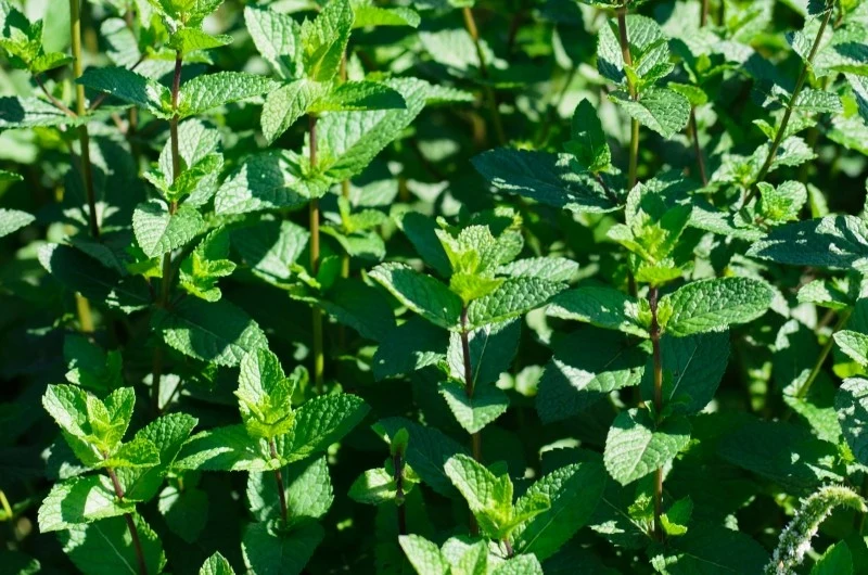 Mięta jest rośliną łatwą w uprawie