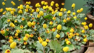 Jeżówka elektryczna to ciekawa roślina o cennych dla zdrowia właściwościach.