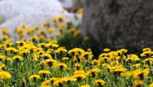 Apteka w ogrodzie: Mniszek lekarski