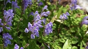 Apteka w ogrodzie: Tarczyca bajkalska (BAJKALINA)