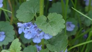 Pod żadnym pozorem nie niszcz tych rośliny. To najlepsze zioła lecznicze/ Bluszczyk kurdybanek.