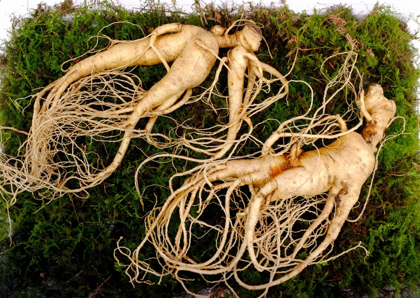 Żeń-szeń (Panax ginseng)