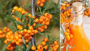 Rokitnik to roślina o niezwykłych właściwościach leczniczych.