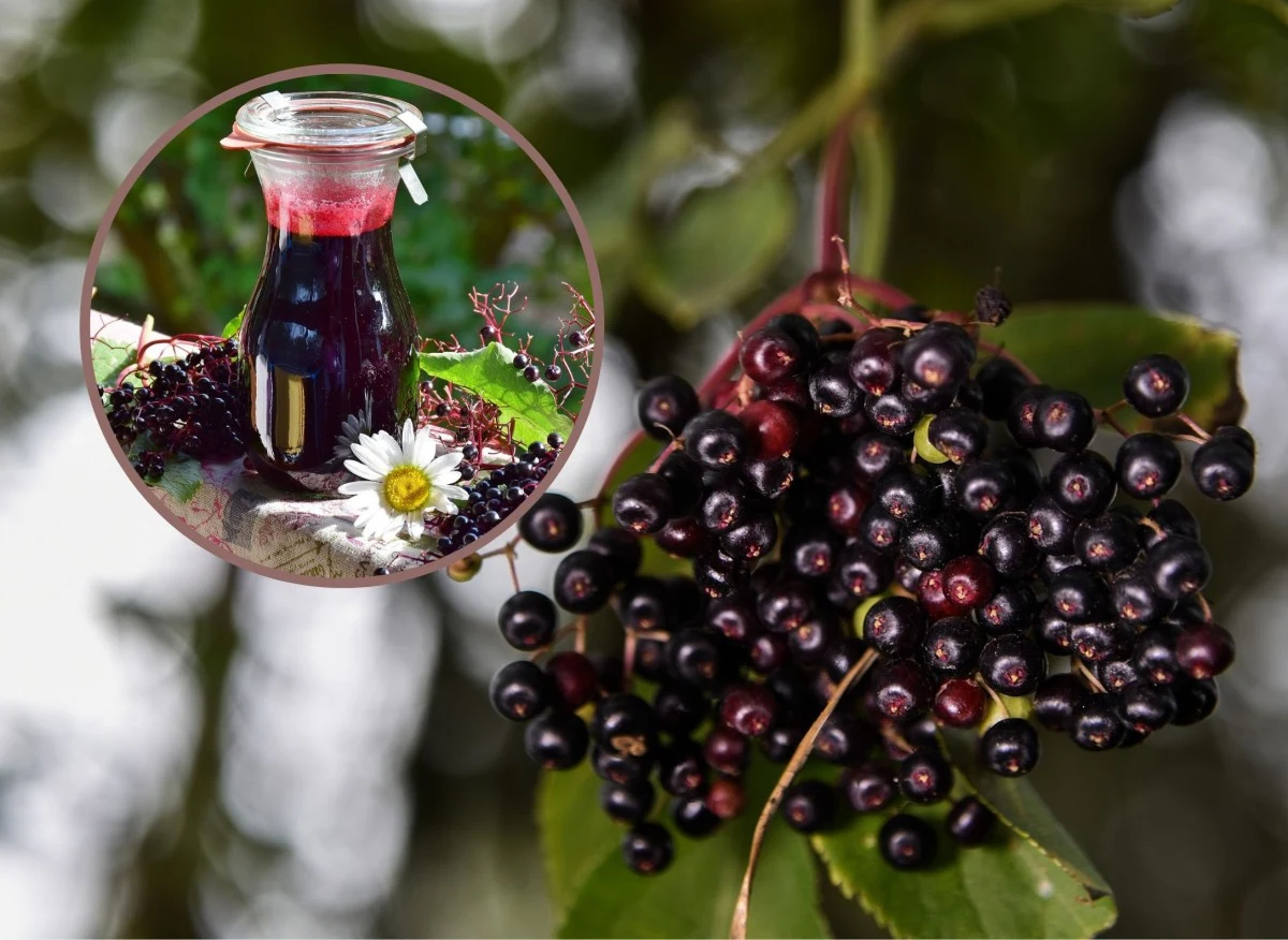 Czarny bez zawiera mnóstwo substancji wzmacniających organizm