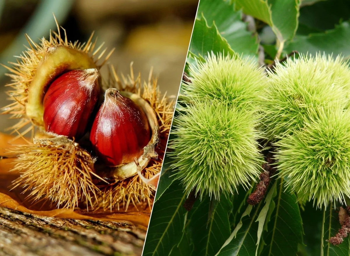 W owocach kasztanów jadalnych znajdziemy wiele witamin oraz ważnych dla zdrowia pierwiastków