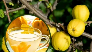 Pigwowiec to rodzaj rośliny wieloletniej z rodziny różowatych.