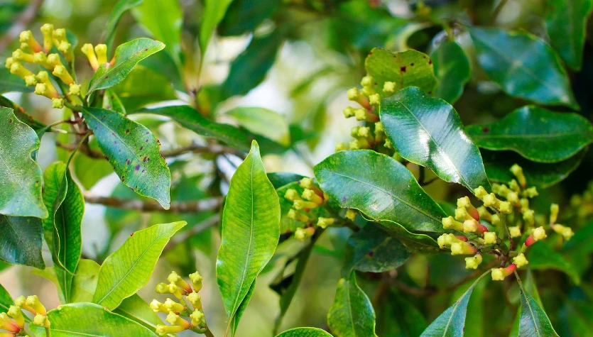 Goździki zbierane są z drzew goździkowca korzennego. To drzewo rośnie na obszarze Tanzanii, Zanzibaru, Madagaskaru. Fort.Victoria Golovchenko