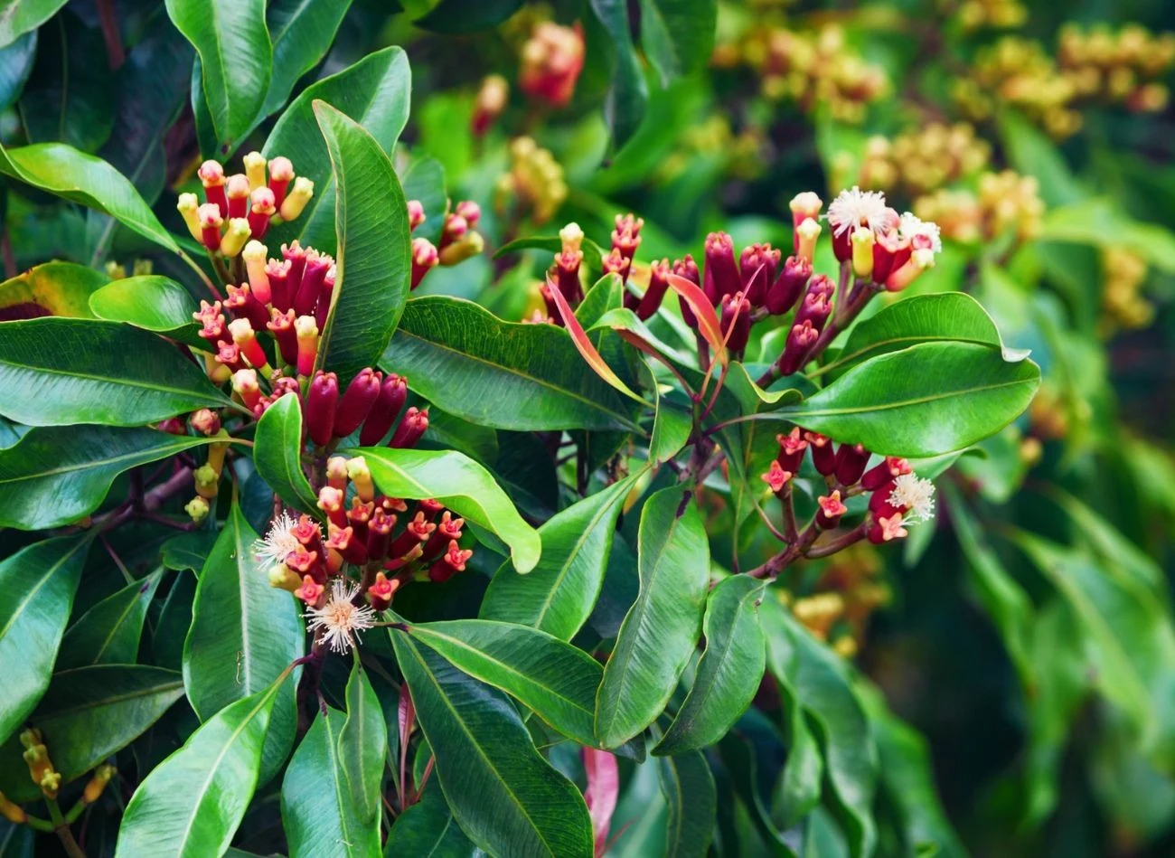 Popularne goździki zbierane są z pączków drzewa o nazwie goździkowiec korzenny (inaczej - czapetka pachnąca). Fot. dmosreg