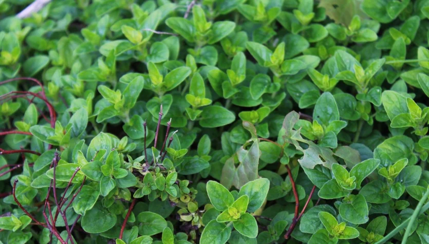 Bogaty skład sprawia, że majeranek ma bardzo szerokie zastosowanie. Zarówno w kuchni, jak i lecznicze.