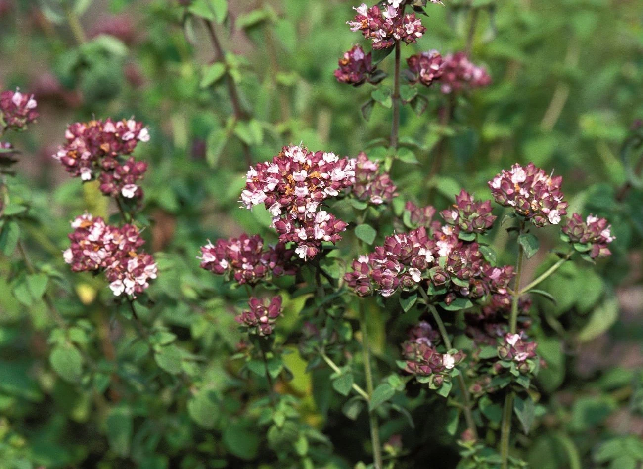 W lipcu na szczycie majeranku pojawiają się drobne, białe lub różowe kwiaty, które utrzymują się na pędach aż do pierwszych przymrozków