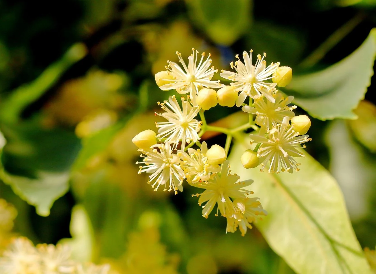 Kwiat lipy najlepiej zebrać i suszyć latem