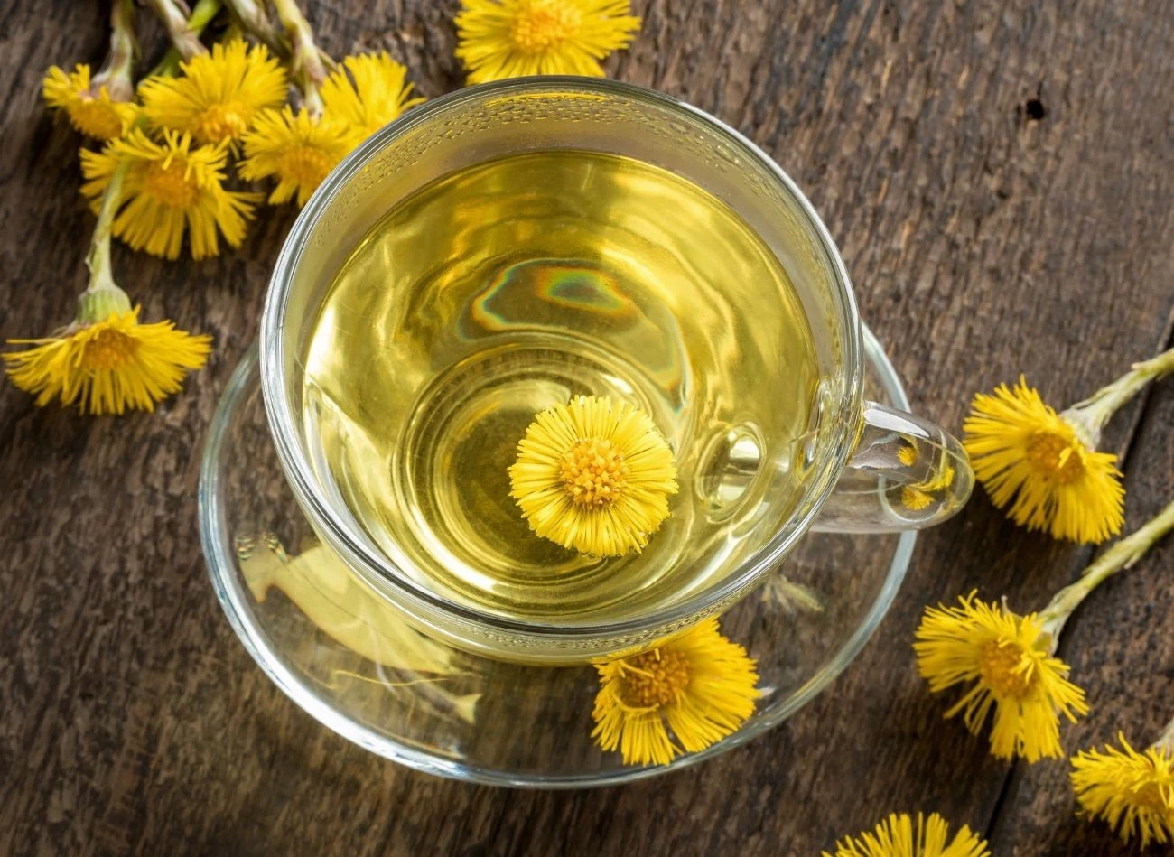 Podbiał, choć niepozorny i wszędobylski, wykazuje właściwości lecznicze, m.in. wykrztuśne i przeciwzapalne.