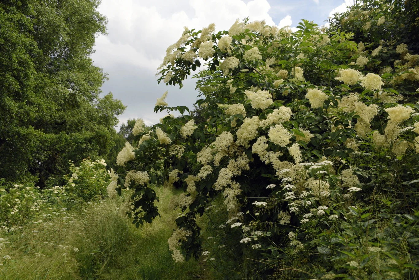 Czarny bez należy przycinać, ponieważ najwięcej owoców pojawia się na jednorocznych pędach