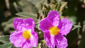 Czystek jest znany dzięki drogocennym składnikom, ale też zapomina się o jego pięknych kwiatach.