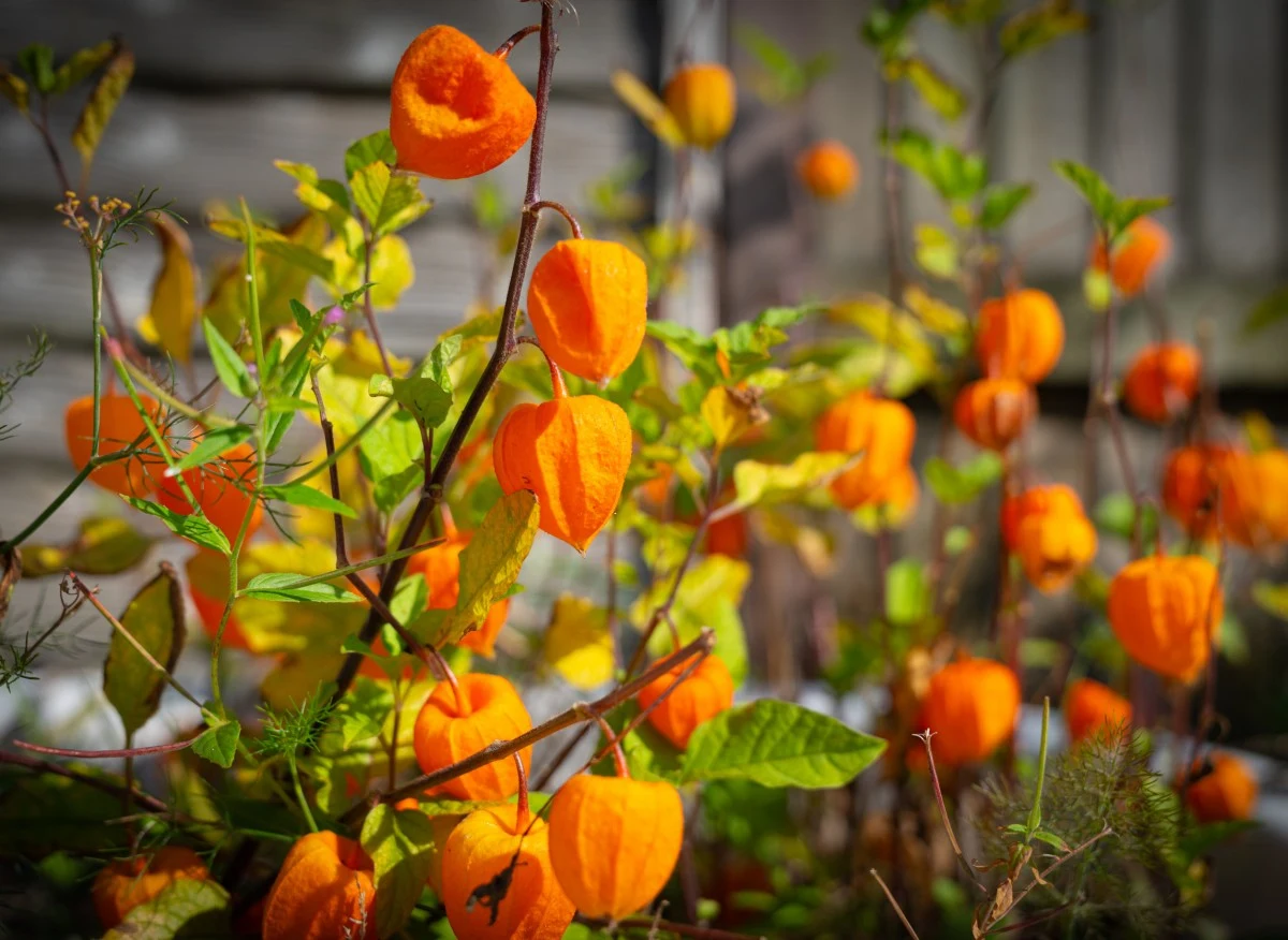 Miechunka to bardzo efektowna roślina, której owoce posiadają mnóstwo witamin i minerałów