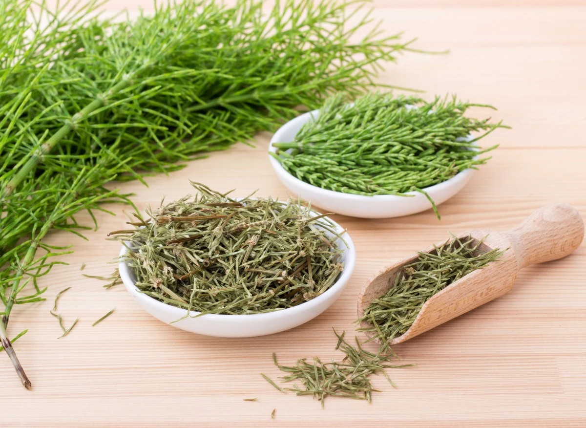 Skrzyp polny to bogate źródło witamin i minerałów