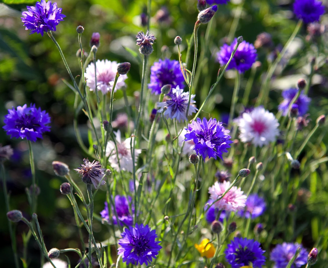 Chabry bławatki zwykle są niebieskie, ale bywają też odmiany o kwiatach  różowych, czerwonych, białych oraz granatowych
