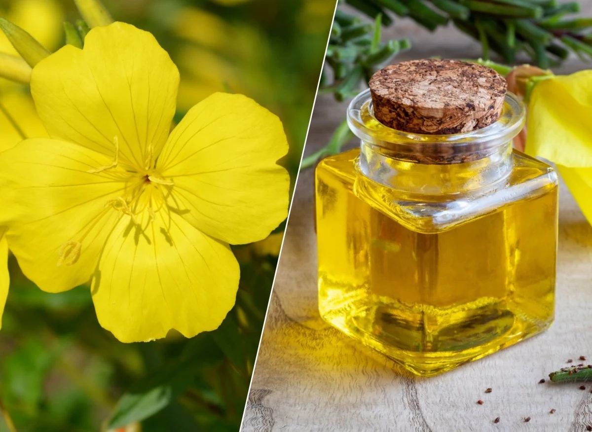 Wiesiołek jest rośliną, która pomaga w leczeniu wielu dolegliwości