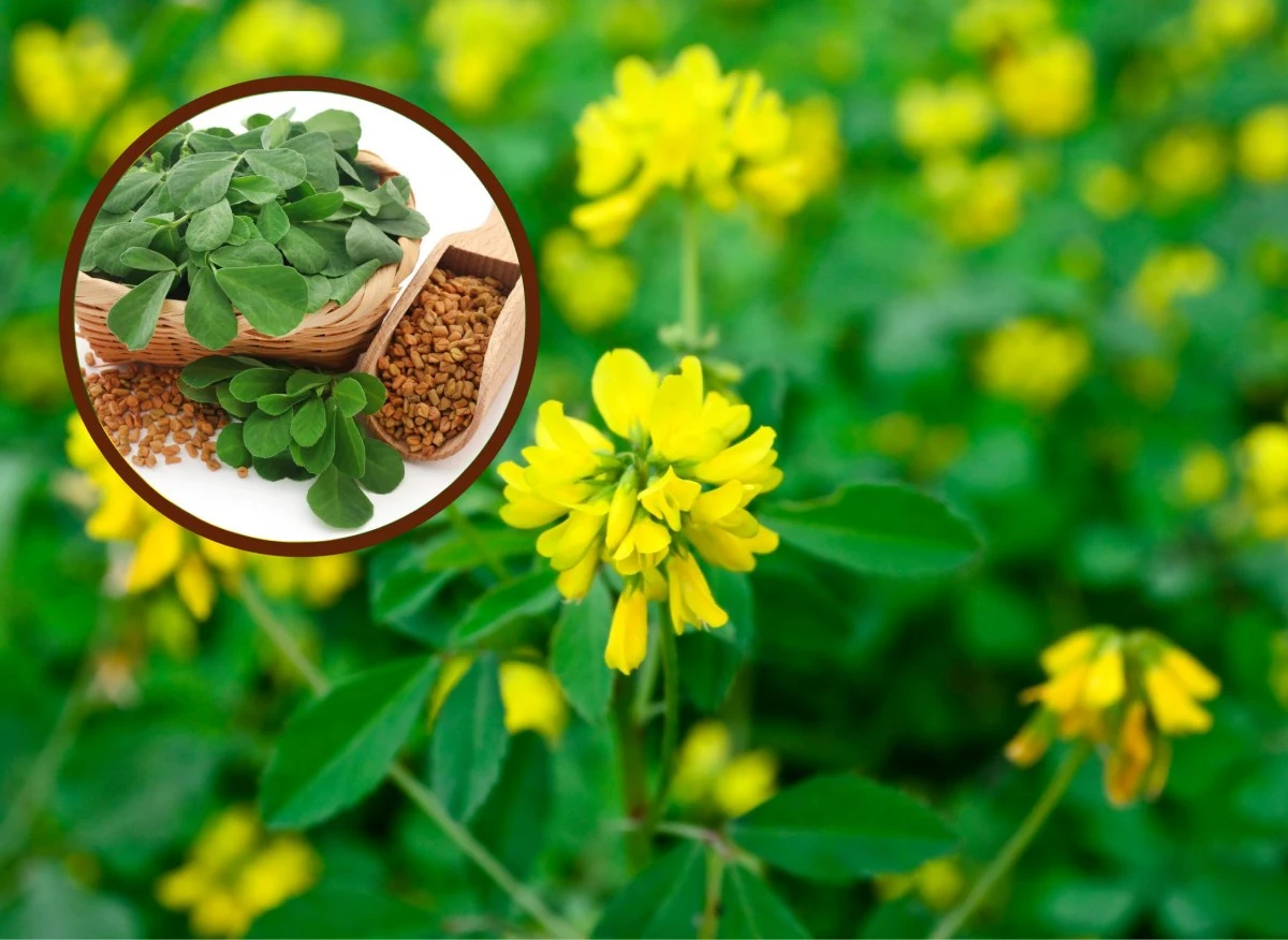 Kozieradka to roślina, która od wieków znana jest ze swoich właściwości prozdrowotnych