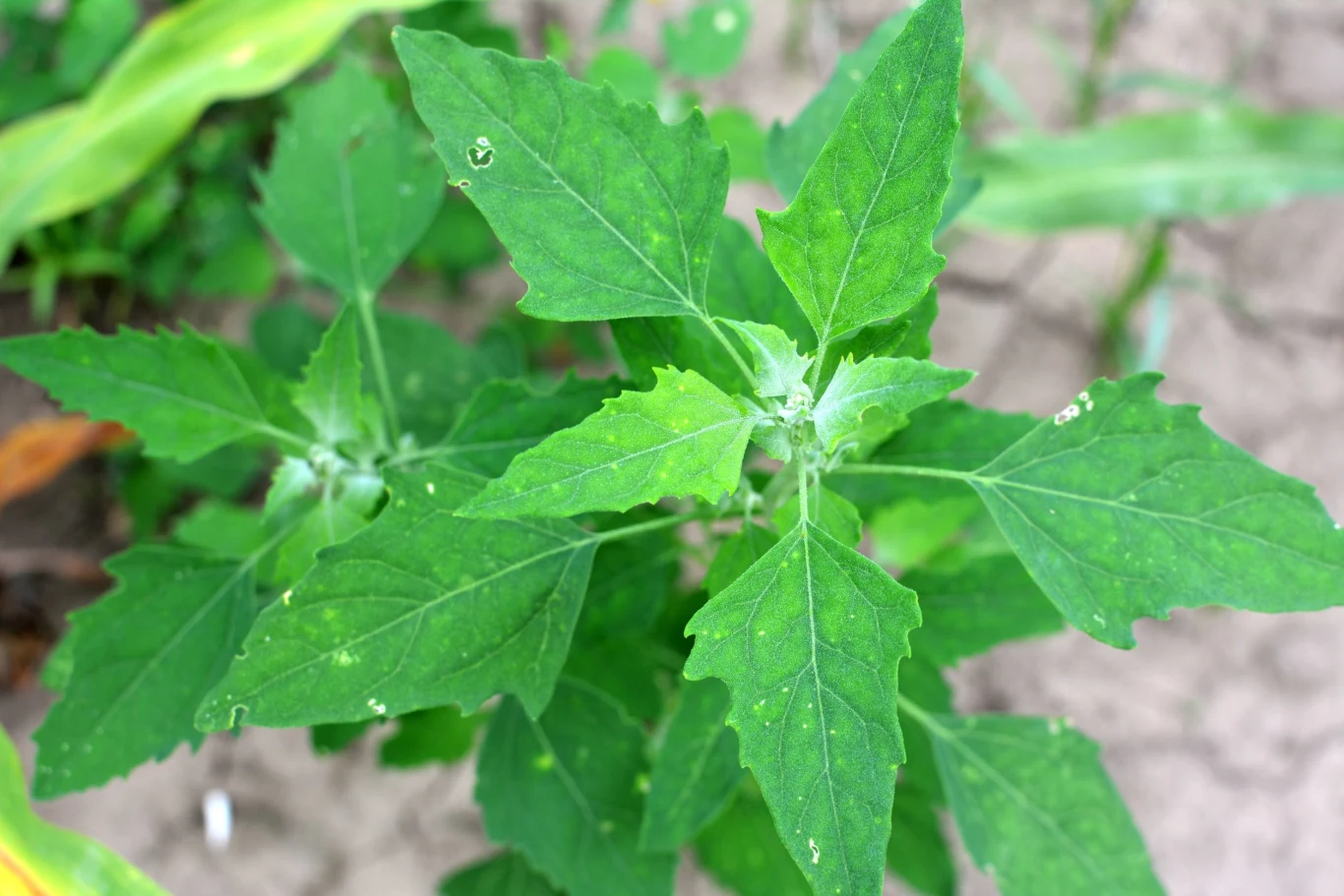 L ebioda jest uciążliwym chwastem