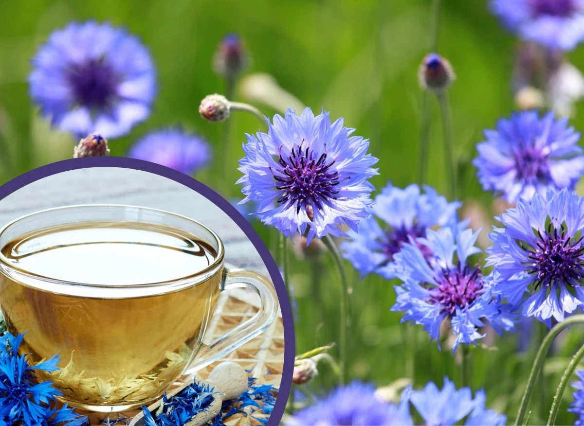 Chaber bławatek jest cenioną rośliną ozdobną