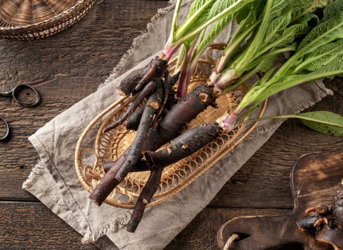 Korzeń żywokostu ma działanie przeciwzapalne i przeciwbólowe