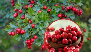 Głóg nie tylko pięknie wygląda, ale również posiada cenne właściwości lecznicze.