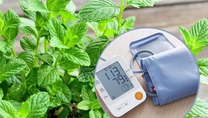 Posadź melisę w ogrodzie, a szybko stanie się twoim ulubionym ziołem!