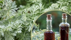 Piołun to zioło, które jest cenione za charakterystyczny aromat, ziołowy smak i korzyści zdrowotne.