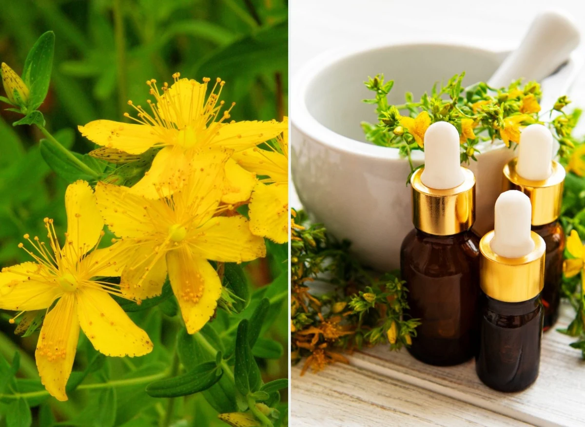 Dziurawiec to jedno z najpopularniejszych i najczęściej używanych ziół o wszechstronnym działaniu
