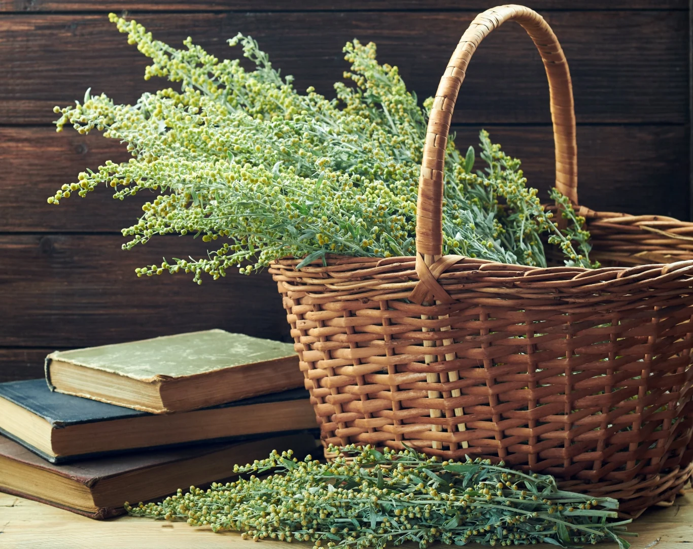 Zbiór piołunu przeprowadza się latem, gdy na roślinie zaczynają pojawiać się pierwsze pąki kwiatostanowe