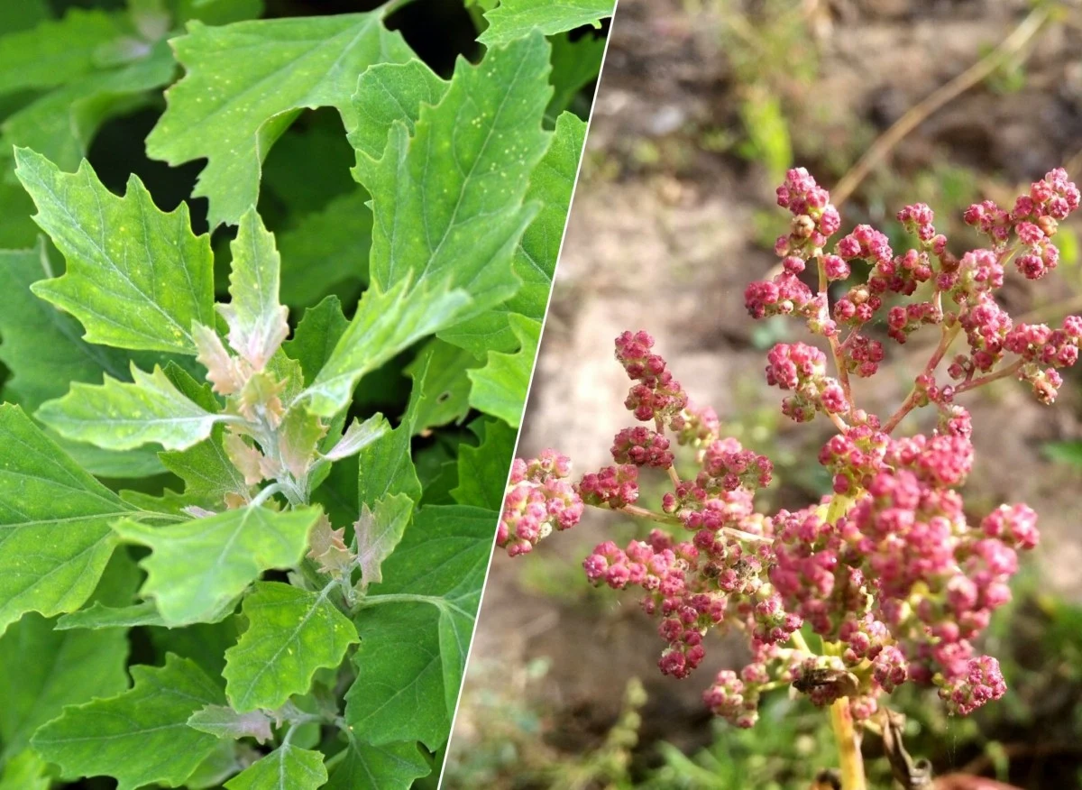 Komosa biała znana jest ze swoich właściwości odżywczych ze względu na zawartość wielu cennych mikroelementów