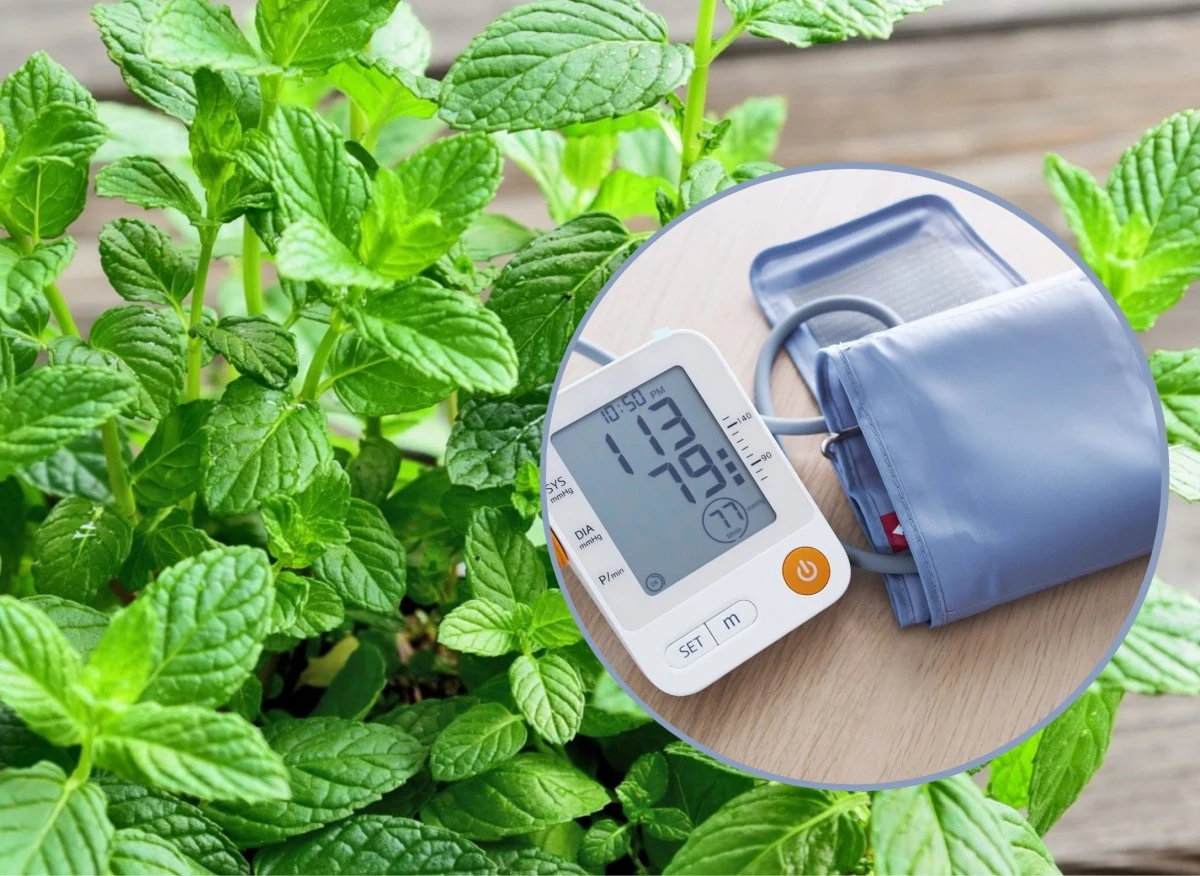 Posadź melisę w ogrodzie, a szybko stanie się twoim ulubionym ziołem