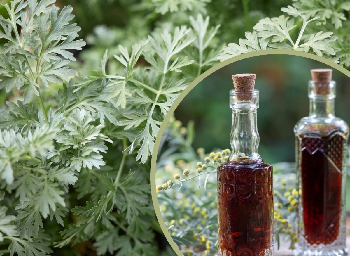 Piołun to zioło, które jest cenione za charakterystyczny aromat, ziołowy smak i korzyści zdrowotne