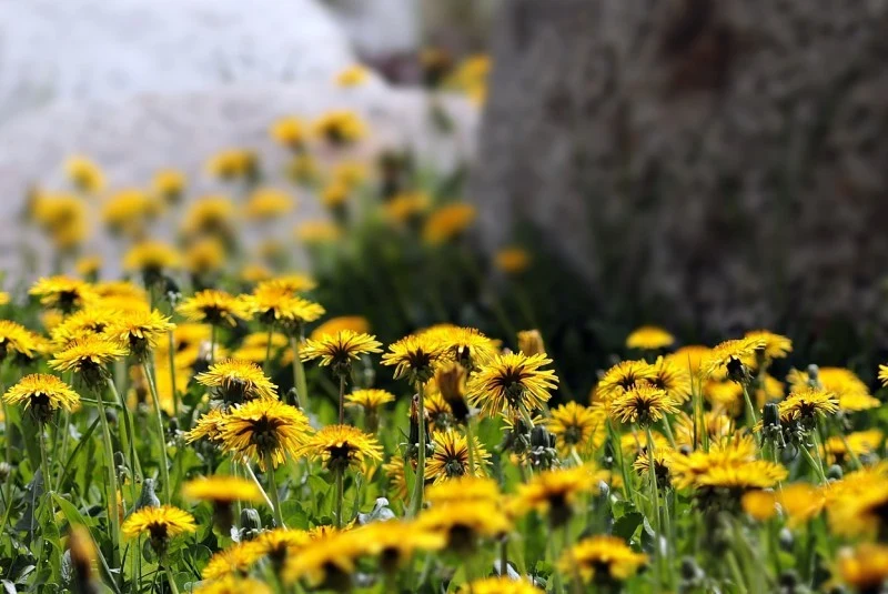 Mniszek lekarski wspomaga pracę wątroby