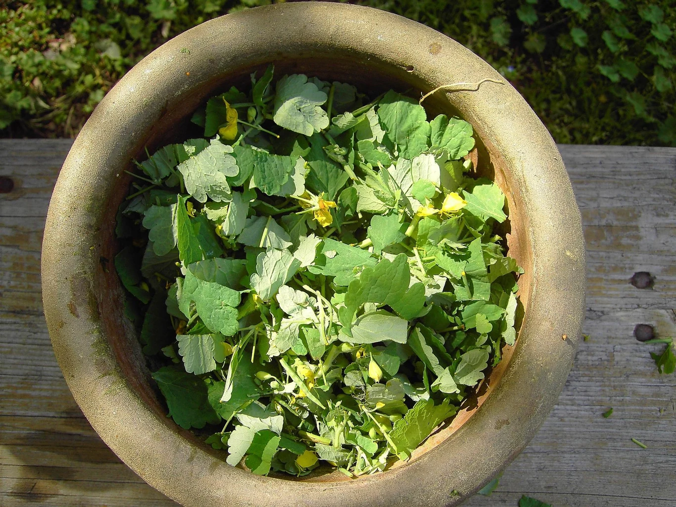 Glistnik pomaga eliminować bakterie i wirusy