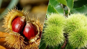 W owocach kasztanów jadalnych znajdziemy wiele witamin oraz ważnych dla zdrowia pierwiastków.