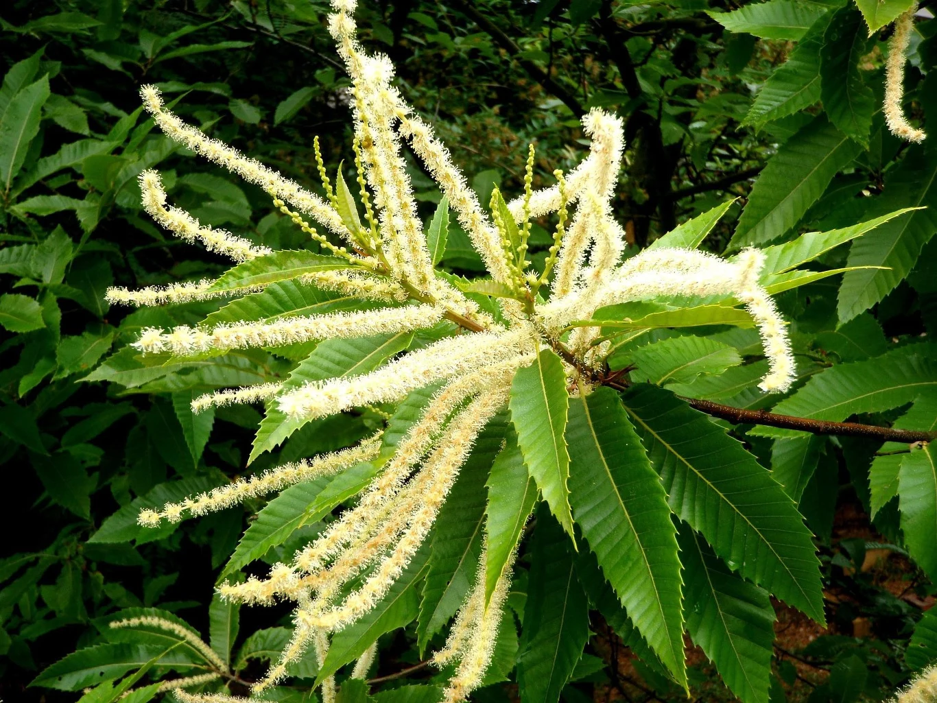 Kasztan jadalny kwitnie w czerwcu i lipcu, po rozwinięciu liści