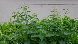 Niegdyś wierzono, że obecność pokrzywy w domu chroni przed atakiem demonów.